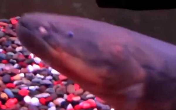 电鳗为什么会放电?