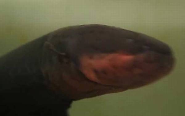 电鳗为什么会放电?