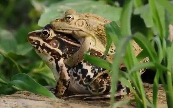 黑斑蛙是什么蛙?