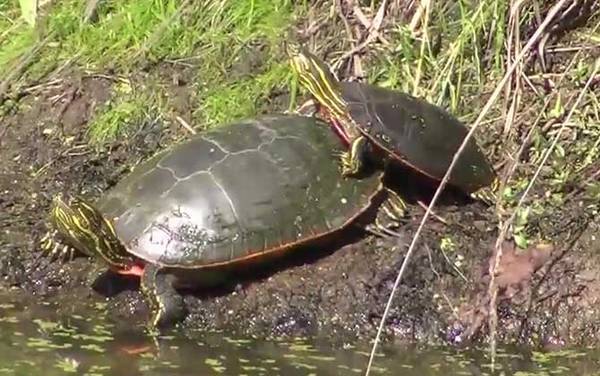 家里养龟有什么讲究?