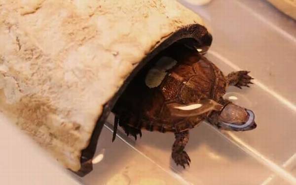 家里养龟有什么讲究?