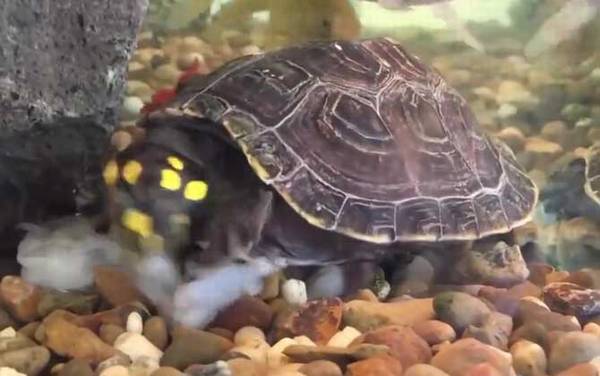 千年王八万年龟是什么意思?