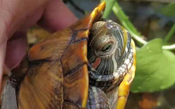 乌龟脱壳是怎么回事?