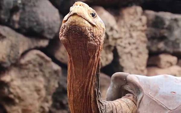 寿命最长的龟是什么龟?