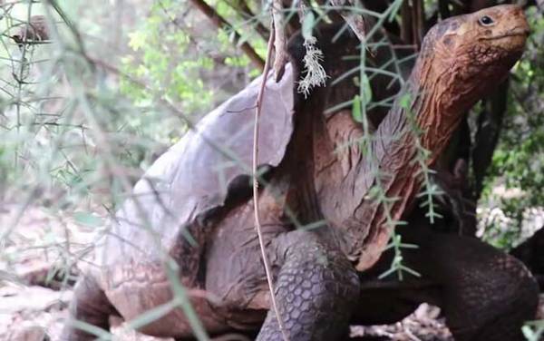 寿命最长的龟是什么龟?