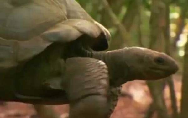 世界上最大的乌龟是什么龟?