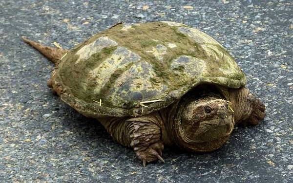 世界上最大的乌龟是什么龟?