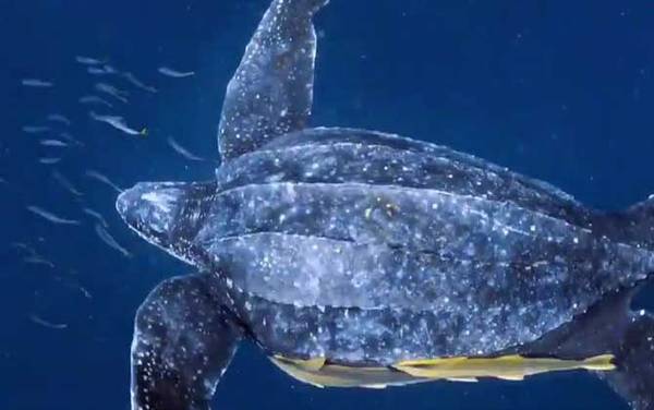 世界上最吓人的乌龟是什么龟?