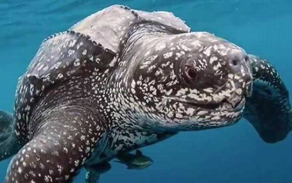 世界上最吓人的乌龟是什么龟?