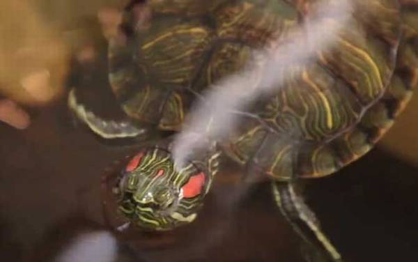 乌龟冬眠怎么养?