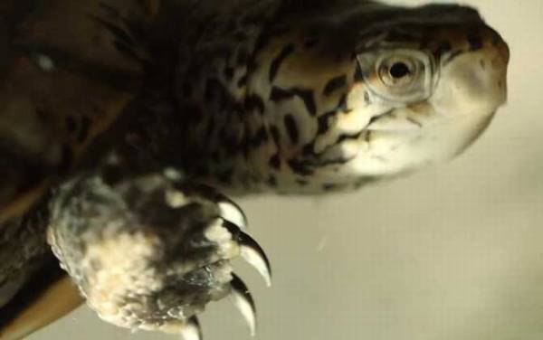 乌龟冬眠怎么养?