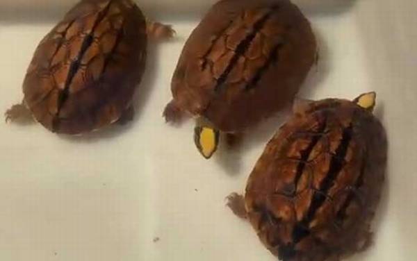 乌龟怎么分公母?