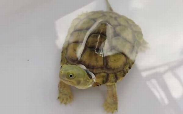 乌龟怎么分公母?