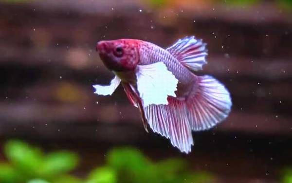 斗鱼吃什么食物?