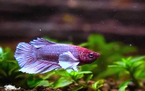 斗鱼怎么养才好?