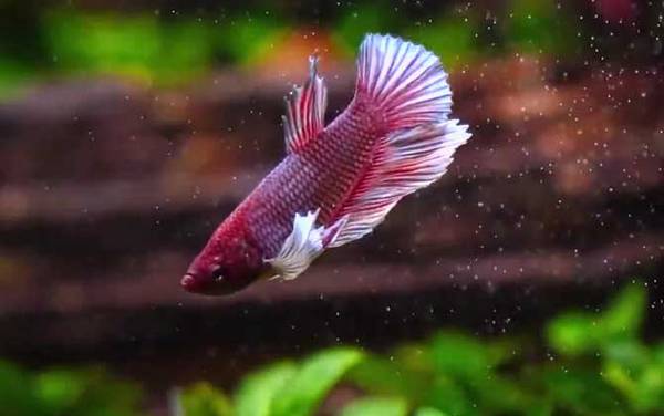 斗鱼怎么养才好?