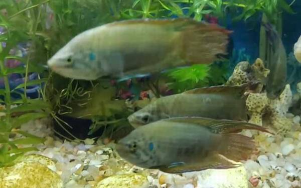 中国斗鱼是什么鱼?