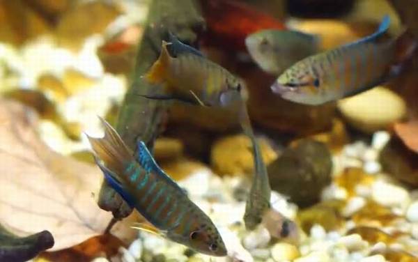 中国斗鱼是什么鱼?