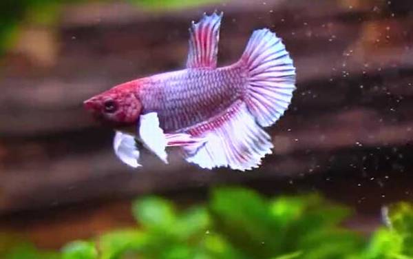 泰国斗鱼是什么鱼?