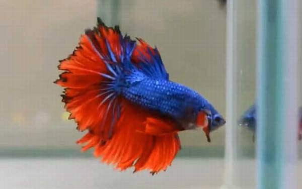 泰国斗鱼是什么鱼?