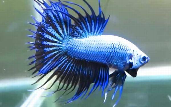 泰国斗鱼是什么鱼?