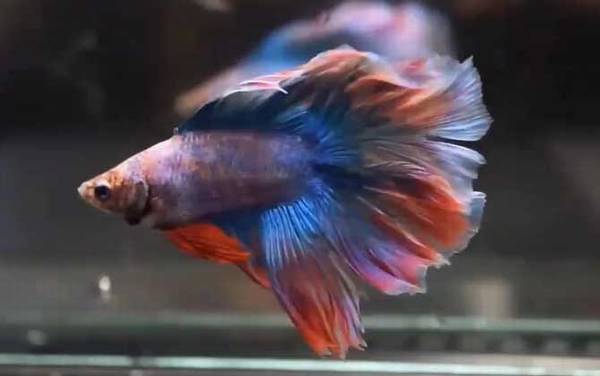 泰国斗鱼是什么鱼?