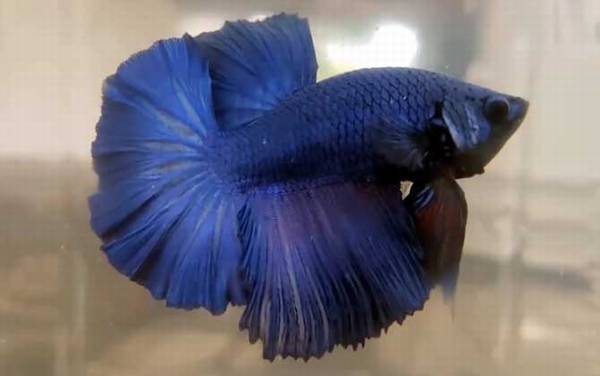 泰国斗鱼怎么养?