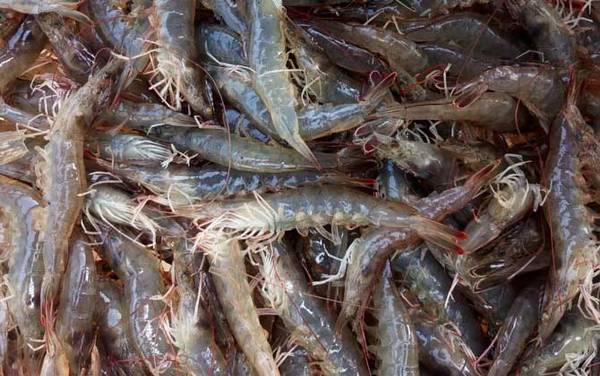 对虾是什么虾?