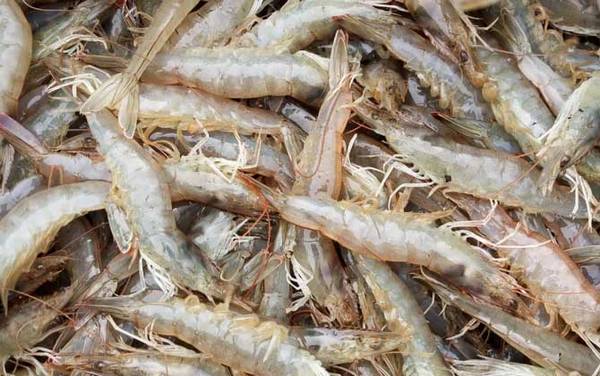 对虾是什么虾?