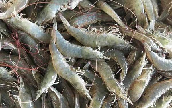 南美白对虾是什么虾?