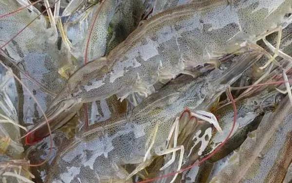 南美白对虾是什么虾?