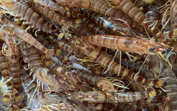 日本对虾是什么虾?