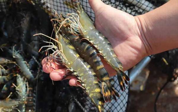 日本对虾是什么虾?