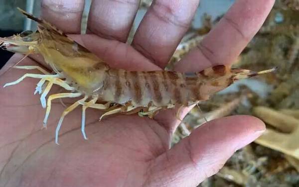 日本对虾是什么虾?