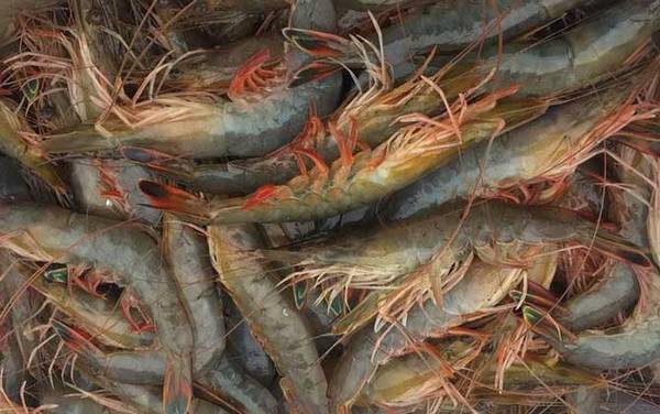 中国对虾是什么虾?