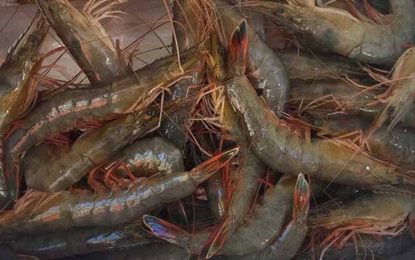 中国对虾是什么虾?