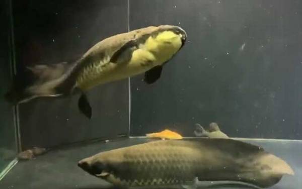 澳洲肺鱼是什么鱼?