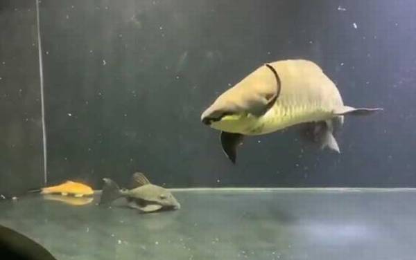 澳洲肺鱼是什么鱼?