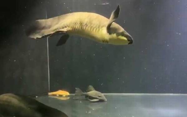 澳洲肺鱼是什么鱼?