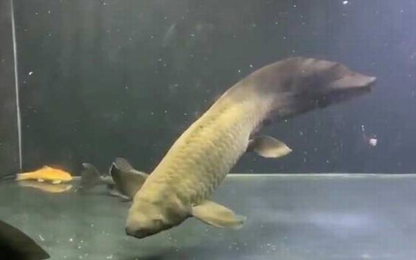 澳洲肺鱼是什么鱼?