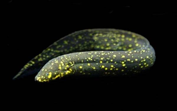 星点肺鱼是什么鱼?