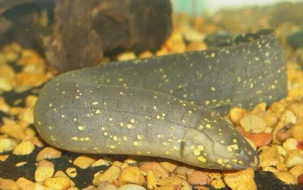 星点肺鱼是什么鱼?