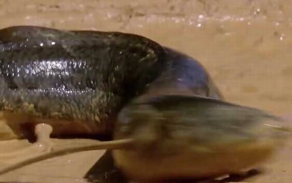 非洲肺鱼是什么鱼?