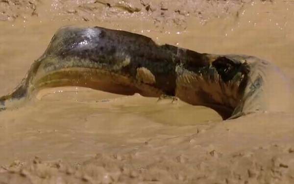 非洲肺鱼是什么鱼?