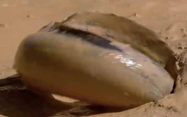 非洲肺鱼是什么鱼?