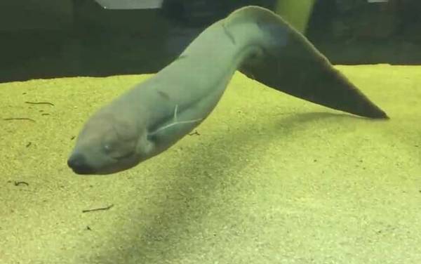 南美肺鱼是什么鱼?