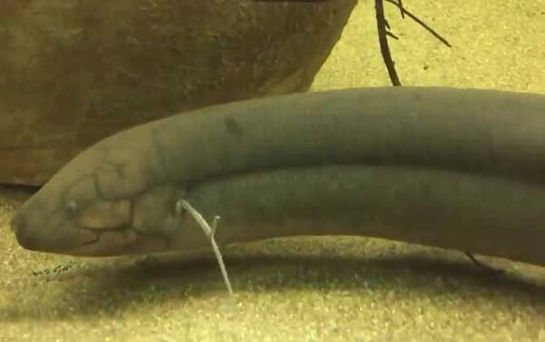 南美肺鱼是什么鱼?