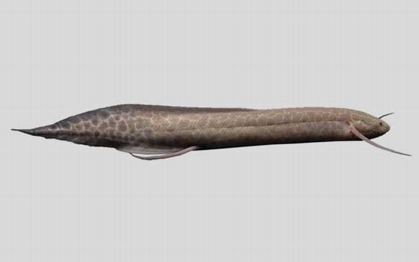 维多利亚肺鱼是什么鱼?