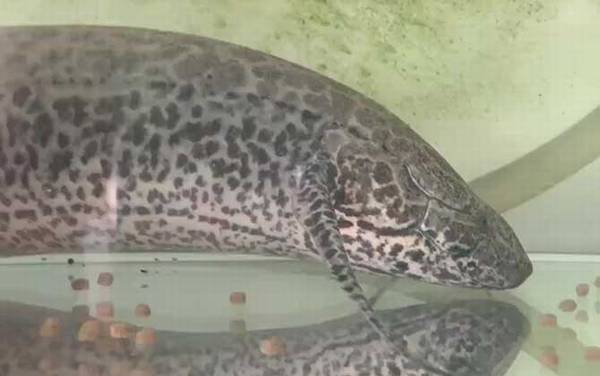 维多利亚肺鱼是什么鱼?