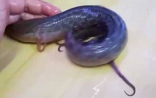 维多利亚肺鱼是什么鱼?